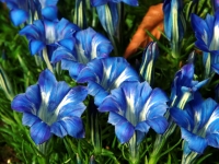 Deep blue trumpets with white markings